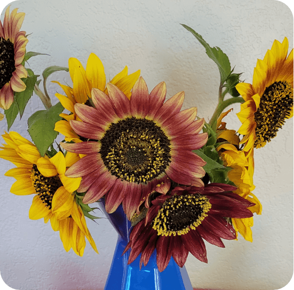 red and yellow sunflowers in vase